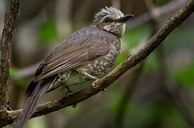 Brown-eared Bulbul