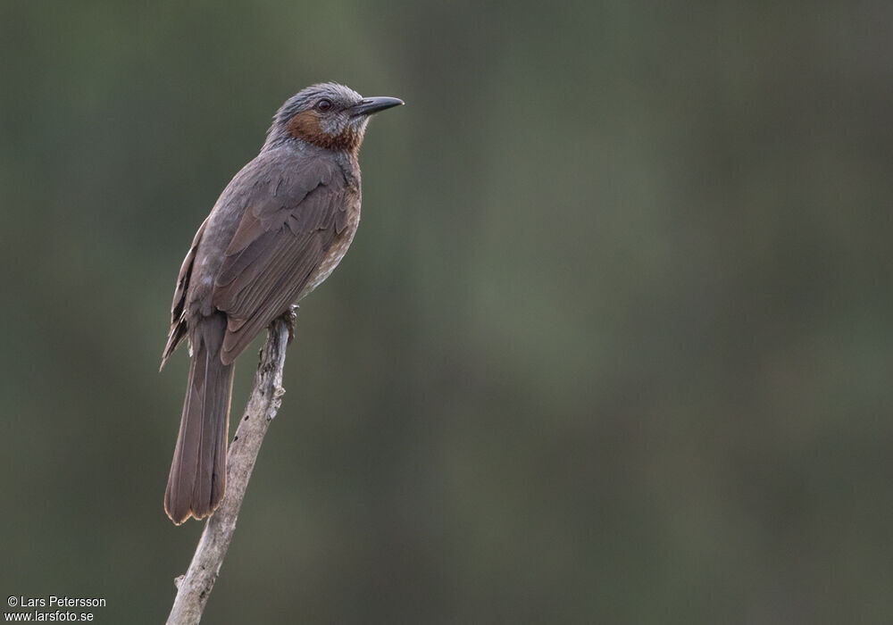 Brown-eared Bulbul