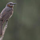 Bulbul à oreillons bruns