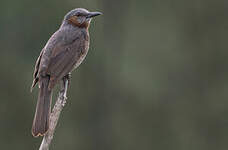 Bulbul à oreillons bruns