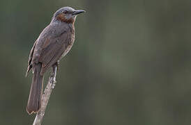 Brown-eared Bulbul