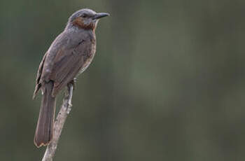 Bulbul à oreillons bruns