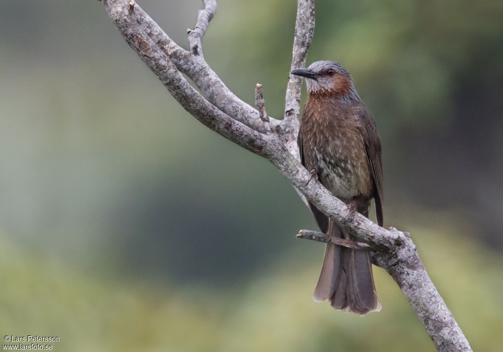 Brown-eared Bulbul