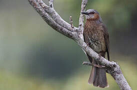 Brown-eared Bulbul