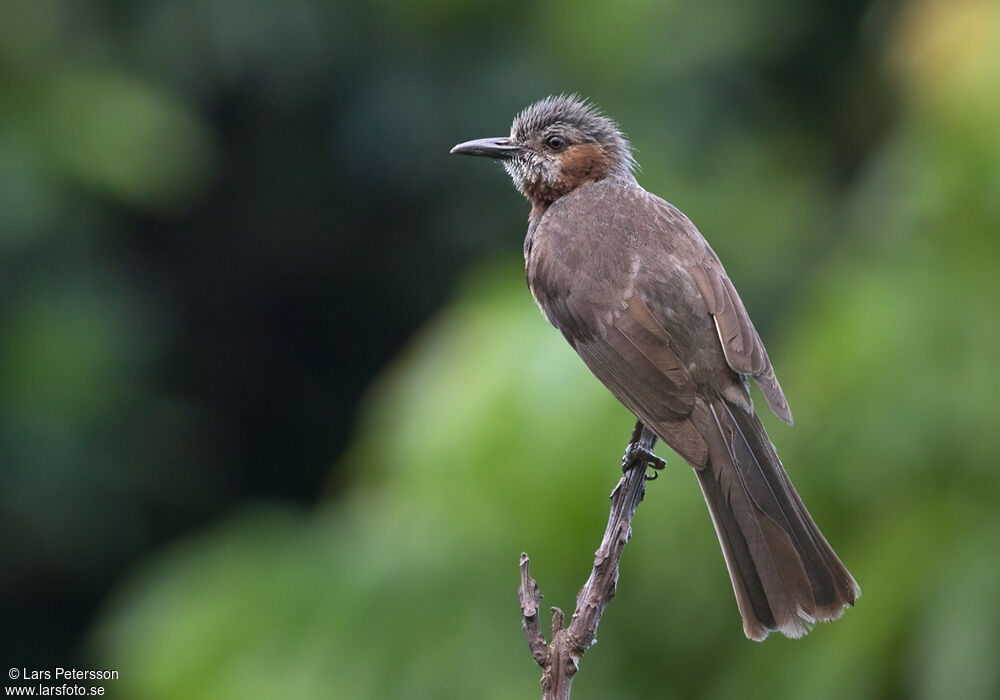 Brown-eared Bulbul