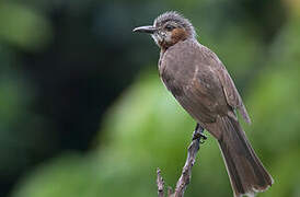 Brown-eared Bulbul