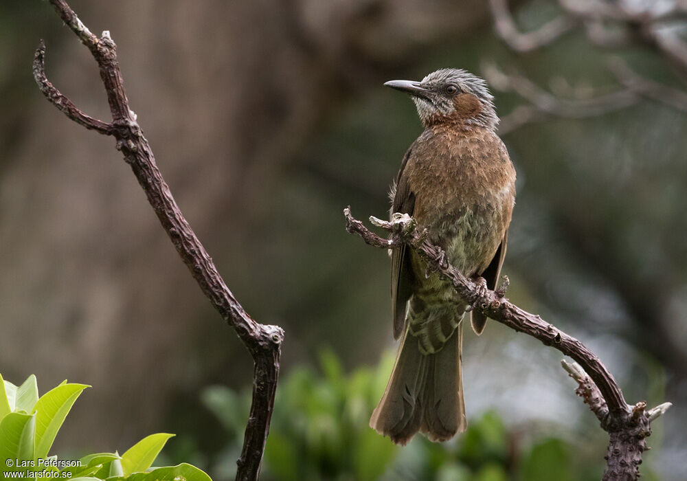 Brown-eared Bulbul