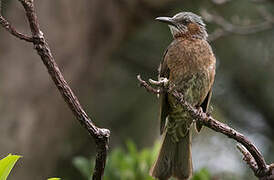 Brown-eared Bulbul