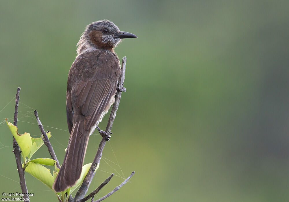 Bulbul à oreillons bruns