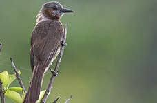 Bulbul à oreillons bruns