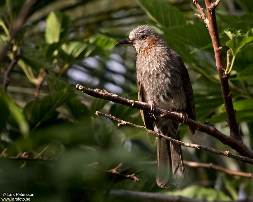 Brown-eared Bulbul