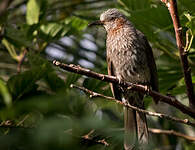 Bulbul à oreillons bruns