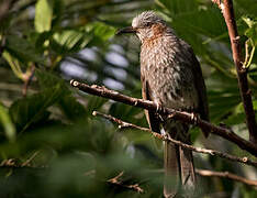 Brown-eared Bulbul