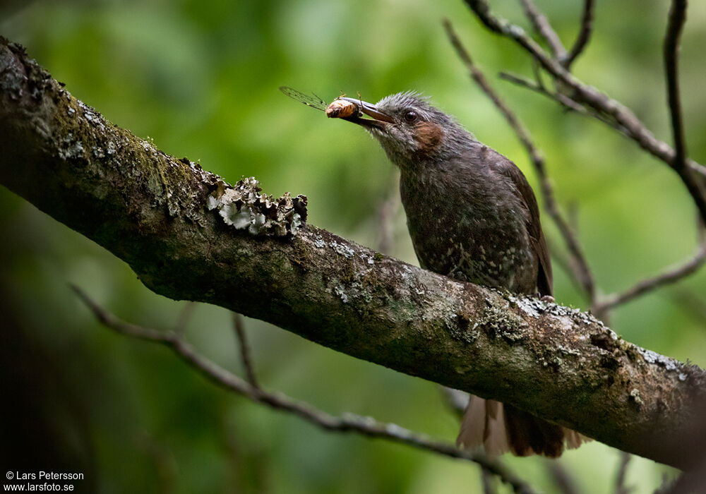 Bulbul à oreillons bruns