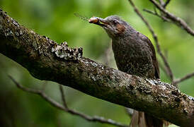 Brown-eared Bulbul