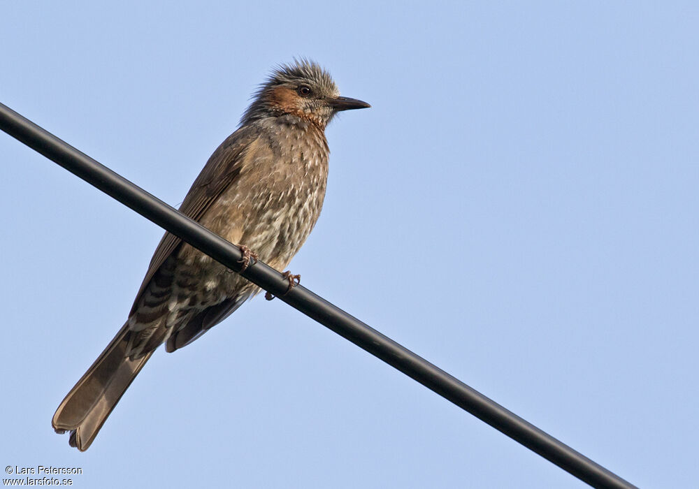 Brown-eared Bulbul