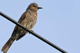 Brown-eared Bulbul