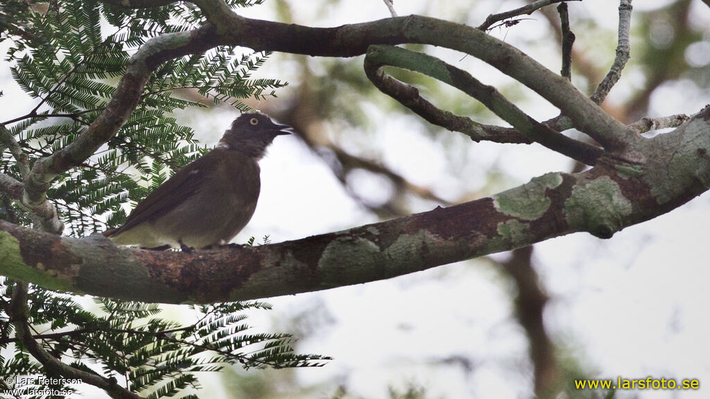 Honeyguide Greenbul