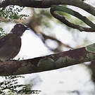 Bulbul à queue blanche