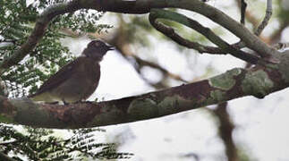 Honeyguide Greenbul