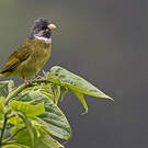 Bulbul à semi-collier