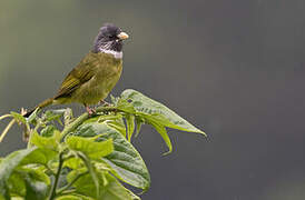 Collared Finchbill