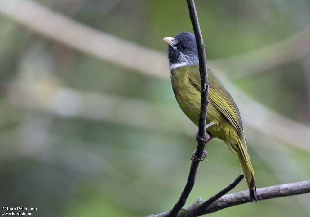 Collared Finchbill