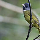 Bulbul à semi-collier