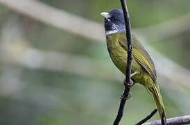 Bulbul à semi-collier