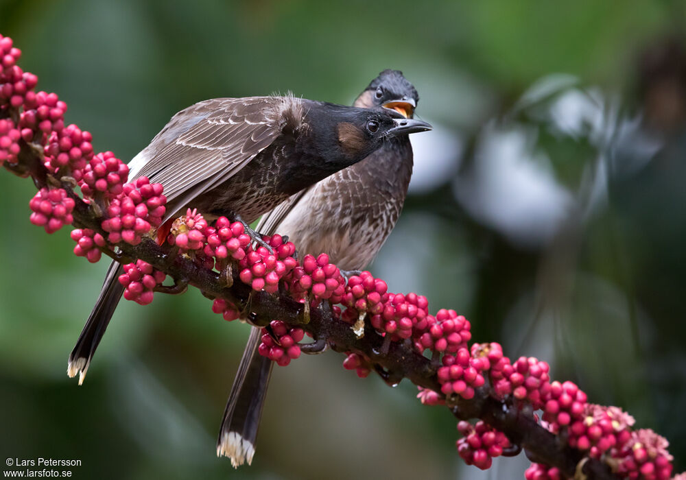 Bulbul à ventre rouge