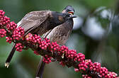 Bulbul à ventre rouge