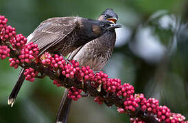 Bulbul à ventre rouge