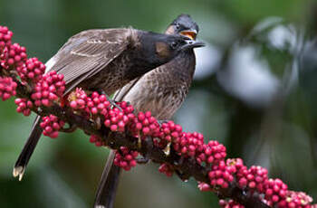 Bulbul à ventre rouge