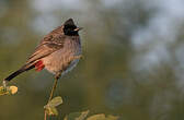 Bulbul à ventre rouge