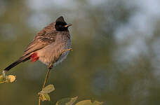 Bulbul à ventre rouge