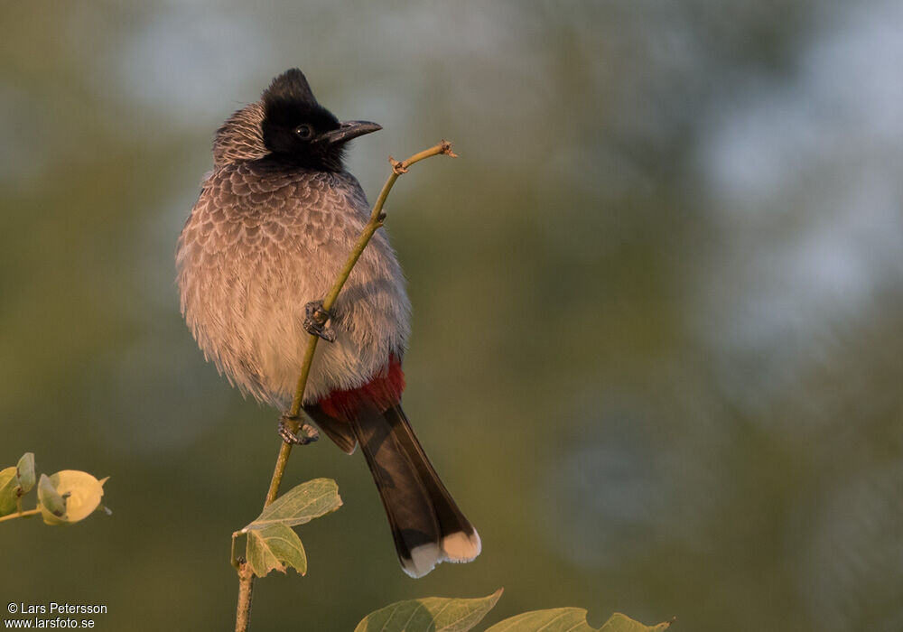 Bulbul à ventre rouge