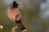 Bulbul à ventre rouge