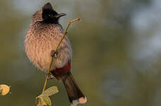 Bulbul à ventre rouge