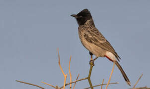 Red-vented Bulbul