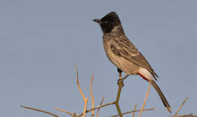 Bulbul à ventre rouge