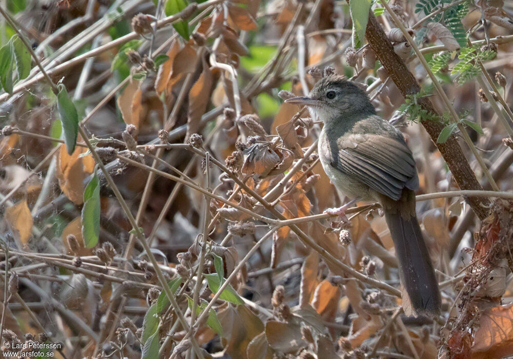 Pale-olive Greenbul