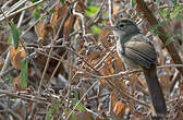 Bulbul à ventre roux