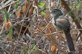 Pale-olive Greenbul