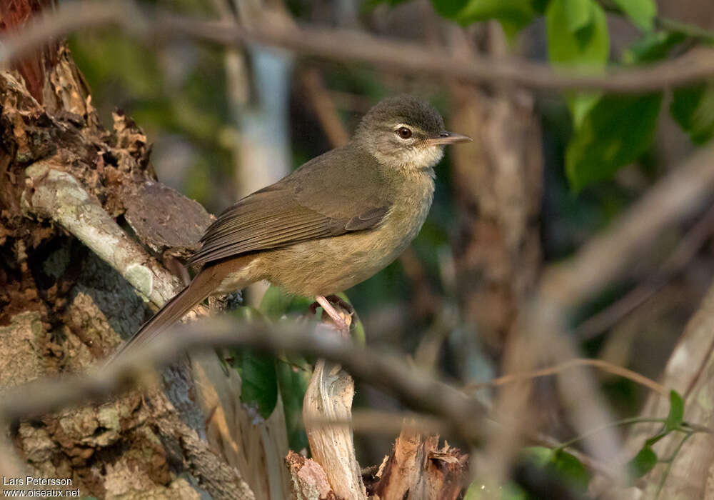 Bulbul à ventre roux