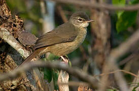 Pale-olive Greenbul