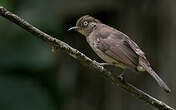 Bulbul aux yeux blancs