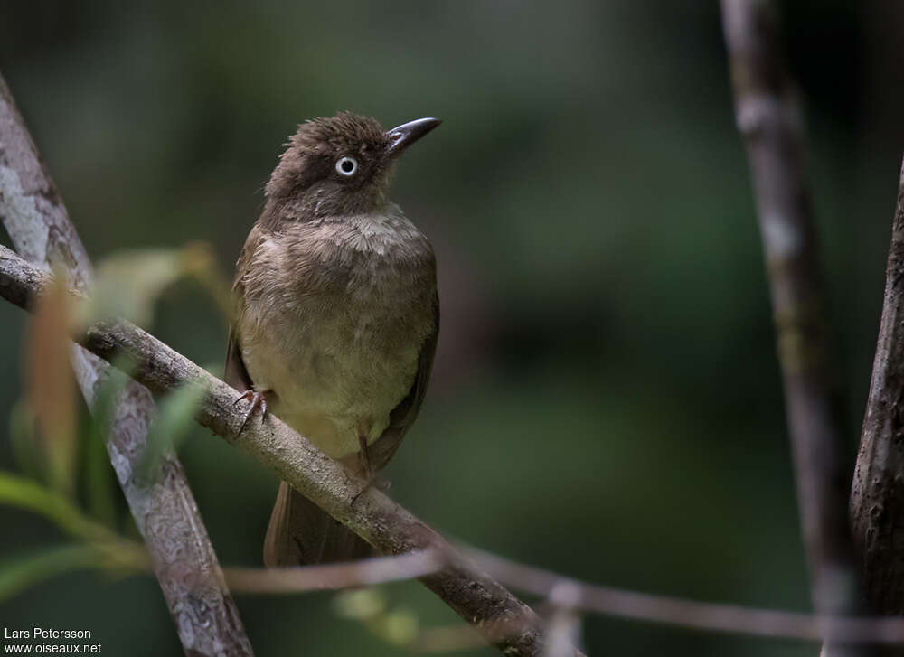 Bulbul aux yeux blancsadulte