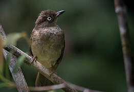 Bulbul aux yeux blancs