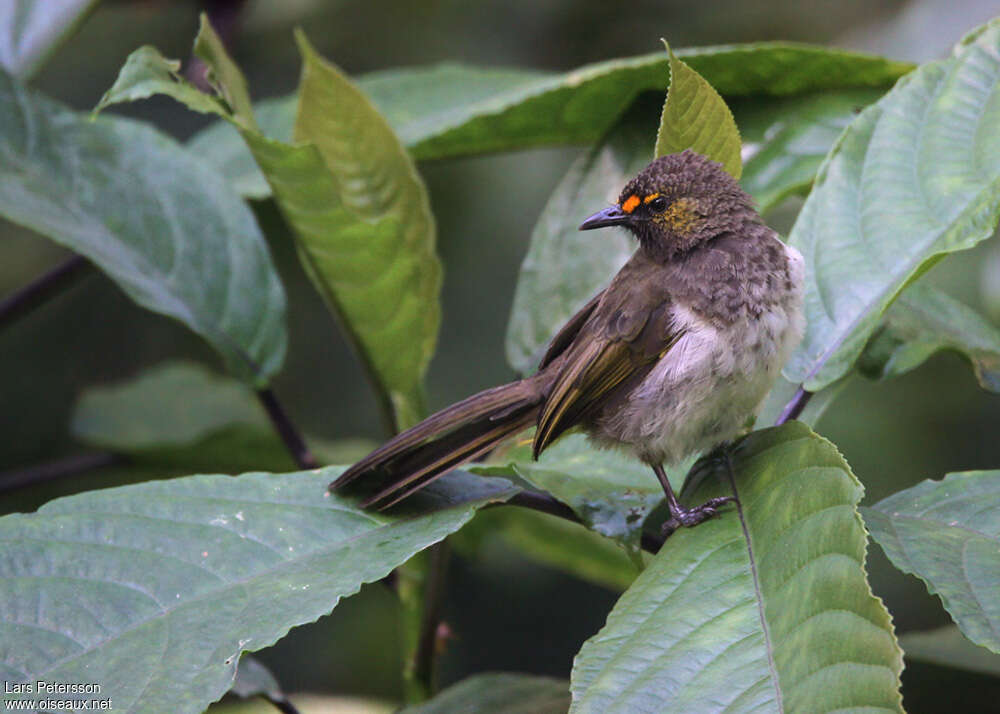 Bulbul bimaculéadulte, identification