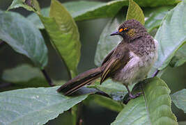 Bulbul bimaculé